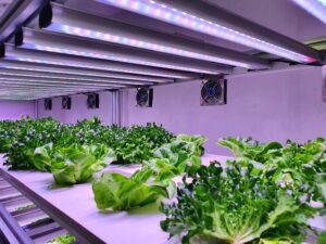 Spider Farmer SF Series LED Grow Light